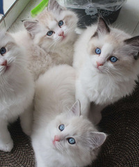 ��żè����