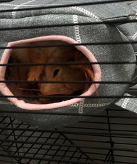 ת�ּ����һֻС��