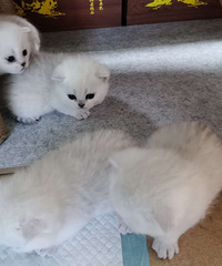 Ӣ�����������