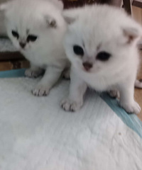 Ӣ�����������