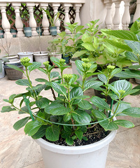 ����5���������򻨾�����