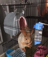 �����ȳ裬ת��