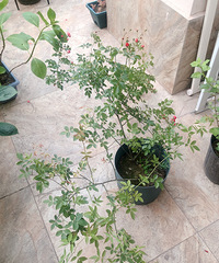 ������ľ��+��ľ��+��ľ��������