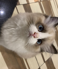 ������Сè�Ҽҳ���