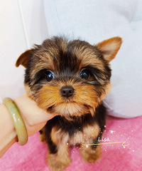 ����Լ���ĳ���