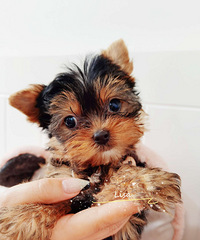 ����Լ���ĳ���