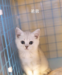 银渐层寻有爱心家长