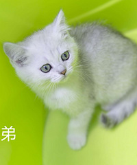 银渐层寻有爱心家长