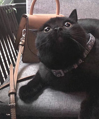 è�䡫�޳�����