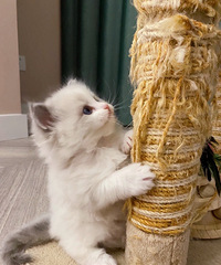 海豹双色布偶猫小猫出售
