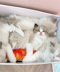 海豹双色布偶猫小猫出售