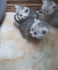 自家银渐层猫咪寻粑粑麻麻