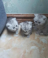 自家银渐层猫咪寻粑粑麻麻