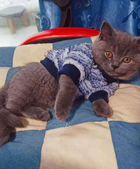 ����������è�������´󣬳�����