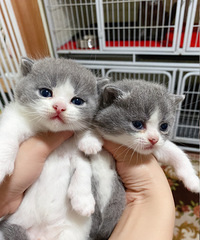 Ӣ������