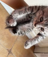 ��Ҫèè�Ľ�