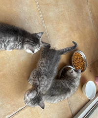 ��Ҫèè�Ľ�