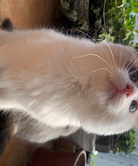 家庭繁育布偶猫妹妹
