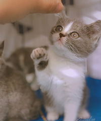 ���ʳ�������С��è