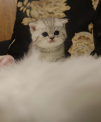 猫咪