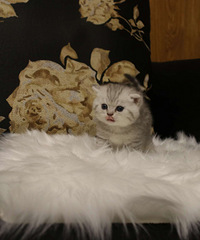 猫咪
