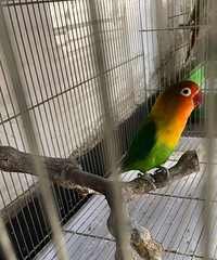 出两只小鸟