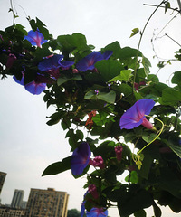 ת����ֲ��