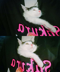 �����˳�Ƹ�ܼ�