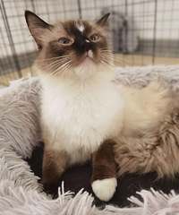 ������ż