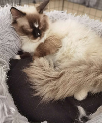 ������ż