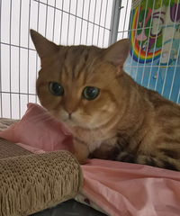 �����𻢰ߵܵ�