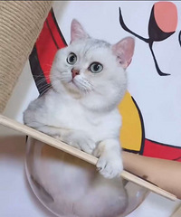 ��˧��������˧��������