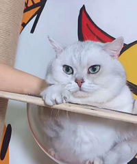 ��˧��������˧��������