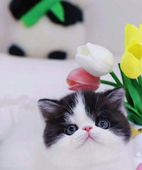 �������ȵļӷ�è������