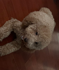 ������Ʒ̩��Ԥ����