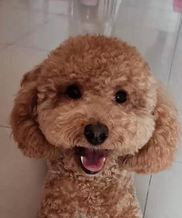 ������Ʒ̩��Ԥ����