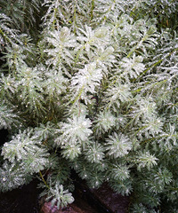 ���������������ӿ�����ת��