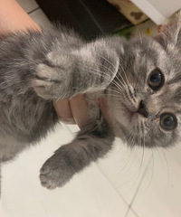 С�������¼�