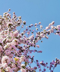 ת��ƺҽԺ��쿨