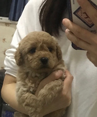 ����Ҫ��������