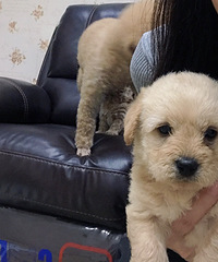 ����Ҫ��������