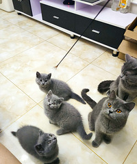 ��ֻС����ֽ������