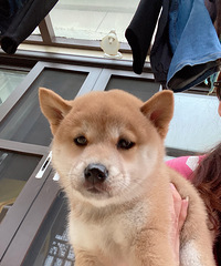 ������ֻС��Ȯ����ϲ������