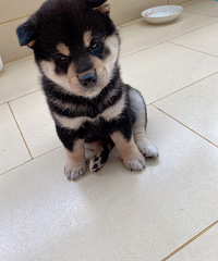 ������ֻС��Ȯ����ϲ������