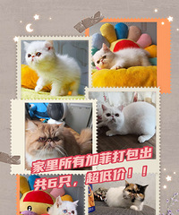 �ӷ�è��ת�ã����