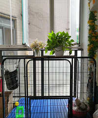 犬舍出售