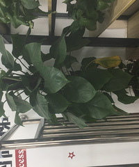 办公室植物出售