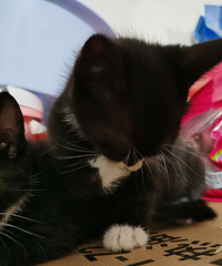 è������