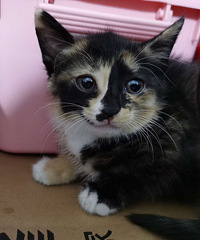 è������