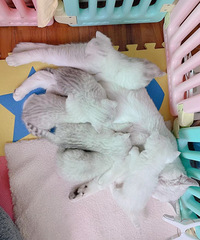 С�ɰ����¼�